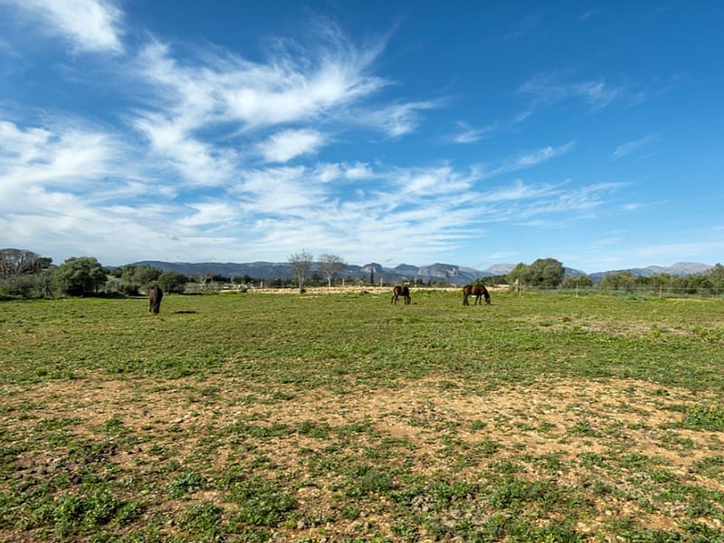 5 bedroom Finca/Country House for sale in Sencelles with pool - € 1,550,000 (Ref: 9568895)