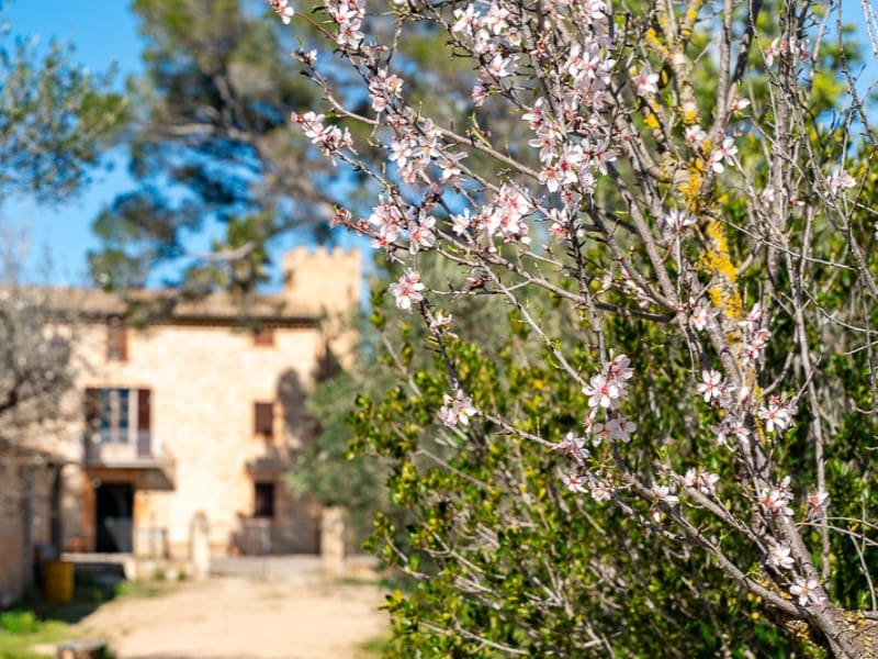 6 camera da letto Finca/Casa di Campagna in vendita in Establiments con piscina garage - 3.900.000 € (Rif: 9583033)