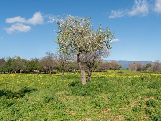 7 chambre Finca/Maison de Campagne à vendre à El Secar de la Real, Palma de Mallorca - 2 750 000 € (Ref: 9583034)