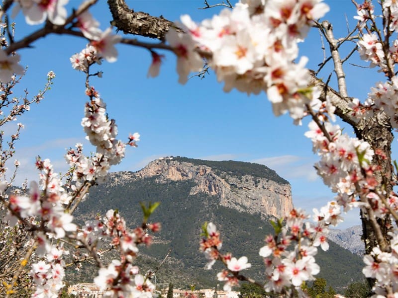 7 soveværelse Hotel til salg i Alaro med swimmingpool - € 3.200.000 (Ref: 9604905)