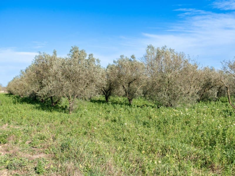 Undeveloped Land for sale in Sencelles - € 850,000 (Ref: 9611377)