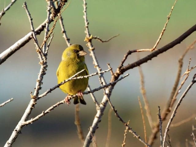 4 Zimmer Villa zu verkaufen in Pollensa / Pollença mit Garage - 950.000 € (Ref: 9619434)