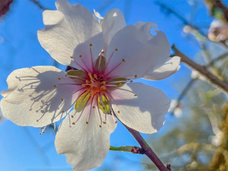 4 bedroom Finca/Country House for sale in Bunyola with pool - € 2,235,000 (Ref: 9630210)