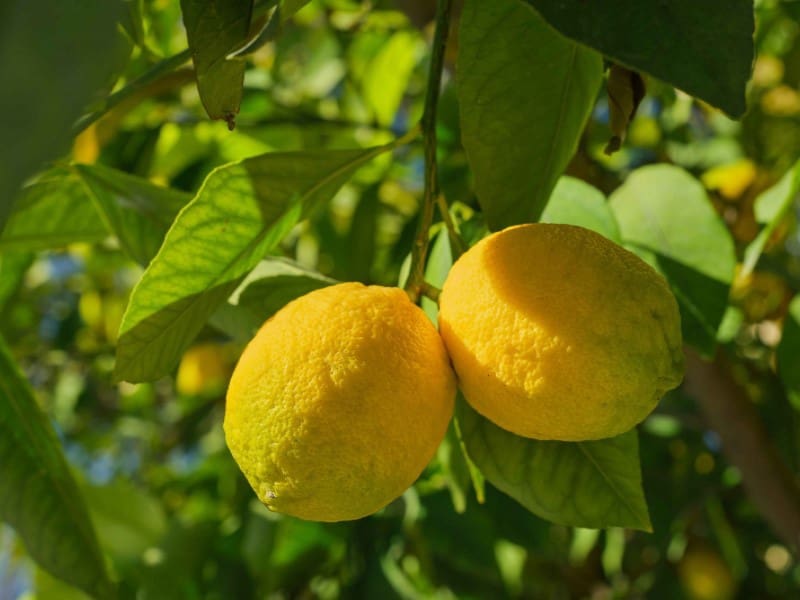 5 makuuhuone Maalaistalo myytävänä paikassa Campos mukana uima-altaan 
autotalli - 2 490 000 € (Ref: 9630213)