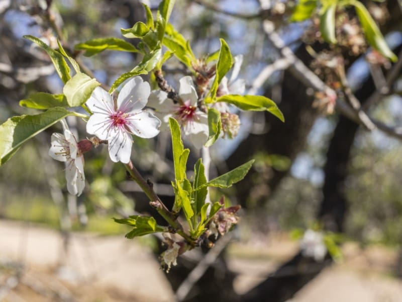 Finca/Casa Rural de 4 habitaciones en Felanitx en venta con piscina garaje - 3.500.000 € (Ref: 9634465)