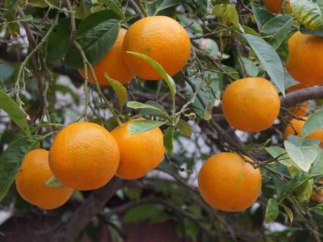 3 slaapkamer Finca/Landhuis te koop in Sóller met zwembad garage - € 1.999.000 (Ref: 9679755)