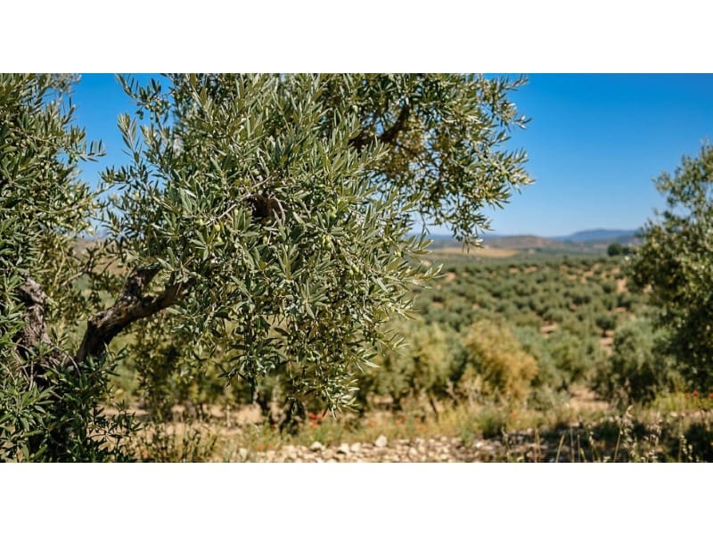 3 soverom Villa til salgs i Sineu med svømmebasseng garasje - € 1 400 000 (Ref: 9686312)