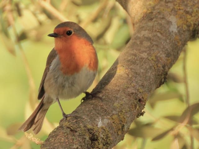 6 bedroom Finca/Country House for sale in Sencelles with pool - € 15,000,000 (Ref: 9690508)