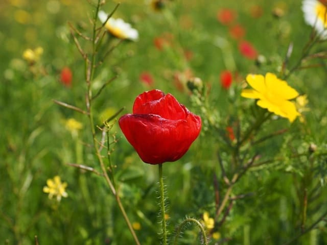 4 bedroom Finca/Country House for sale in Moscari, Selva with pool - € 3,900,000 (Ref: 9695249)