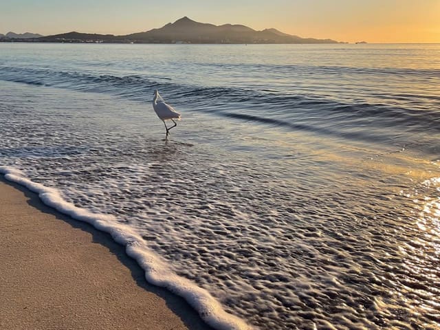 4 bedroom Villa for sale in Muro with pool garage - € 1,550,000 (Ref: 9719823)