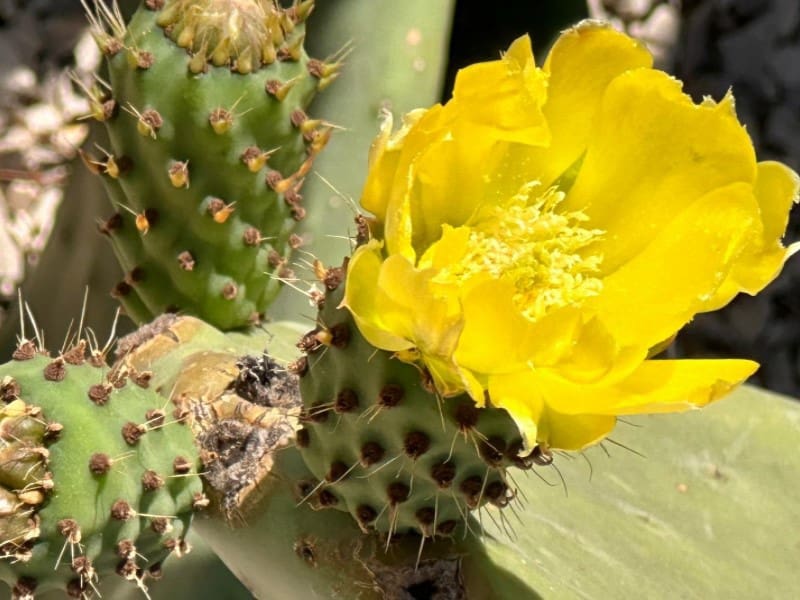 5 soveværelse Finca/Landehus til salg i Cala Santanyi med swimmingpool - € 1.895.000 (Ref: 9751915)