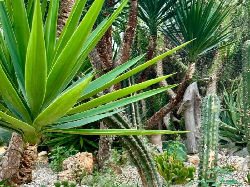 5 soveværelse Finca/Landehus til salg i Cala Santanyi med swimmingpool - € 1.895.000 (Ref: 9751915)