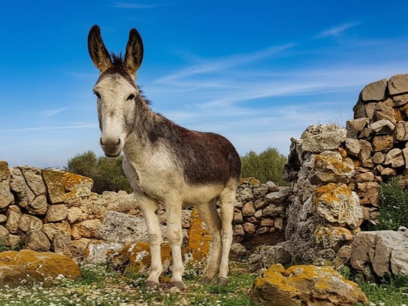 3 chambre Villa/Maison à vendre à Deia - 975 000 € (Ref: 9761904)