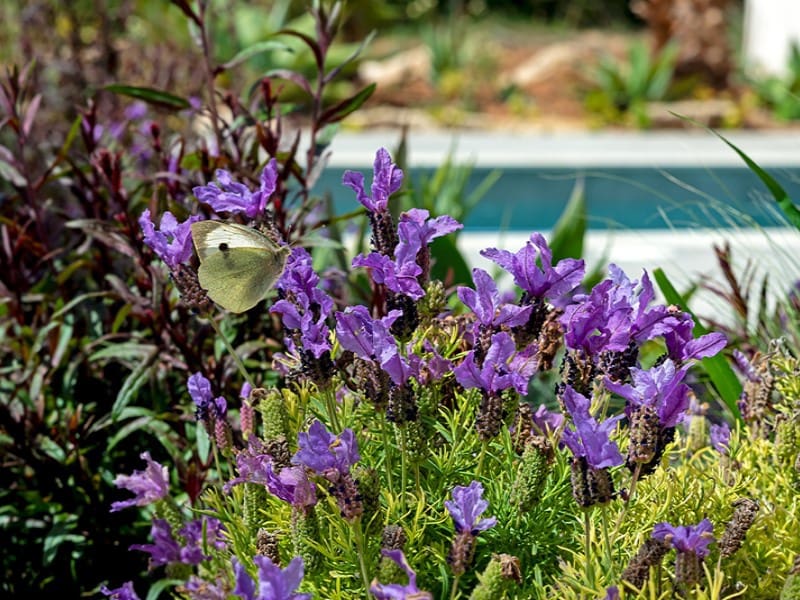 4 chambre Finca/Maison de Campagne à vendre à Santanyi avec piscine garage - 3 500 000 € (Ref: 9770575)