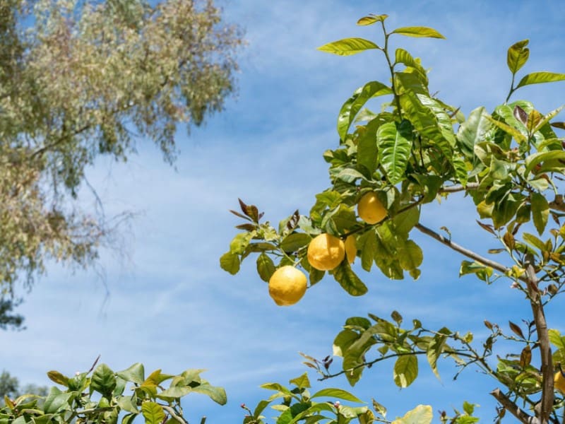 6 slaapkamer Villa te koop in Palma de Mallorca met zwembad - € 1.250.000 (Ref: 9780453)