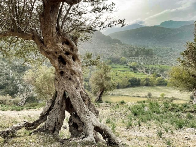 4 sypialnia Willa na sprzedaż w Es Capdella, Calvià z basenem garażem - 2 395 000 € (Ref: 9788331)