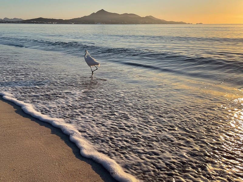 5 bedroom Villa for sale in Muro with garage - € 1,300,000 (Ref: 9797007)