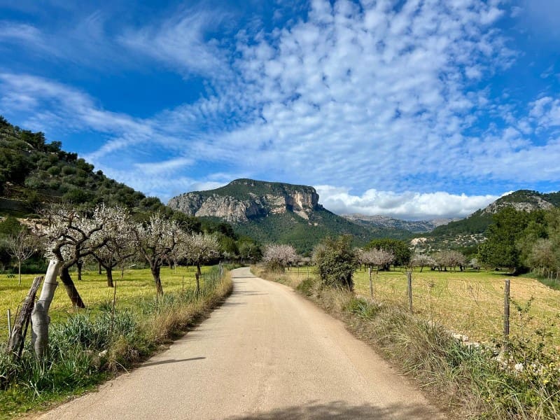 4 chambre Finca/Maison de Campagne à vendre à Orient - 2 500 000 € (Ref: 9815800)
