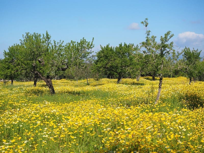 Undeveloped Land for sale in Portocristo / Port de Manacor - € 975,000 (Ref: 9818016)