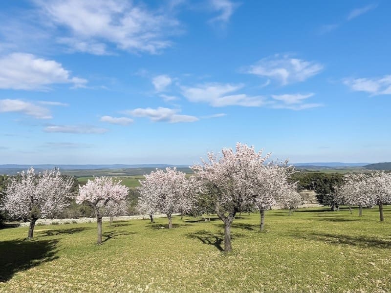 4 sypialnia Willa na sprzedaż w Sa Cabaneta / La Cabaneta z basenem - 1 290 000 € (Ref: 9892500)