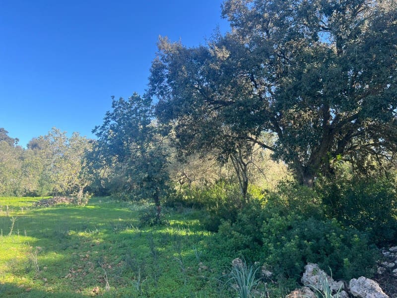 Terreno para Construção para venda em Porreres - 529 000 € (Ref: 9894144)