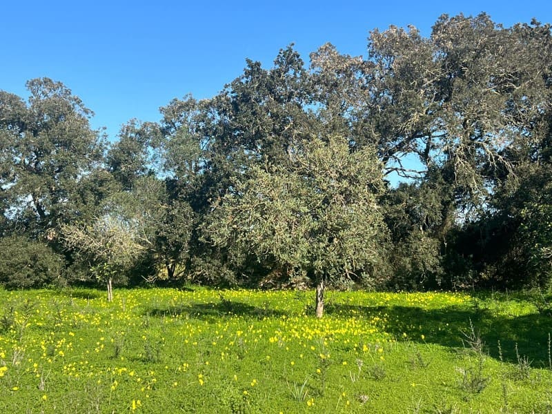 Terreno para Construção para venda em Porreres - 529 000 € (Ref: 9894144)