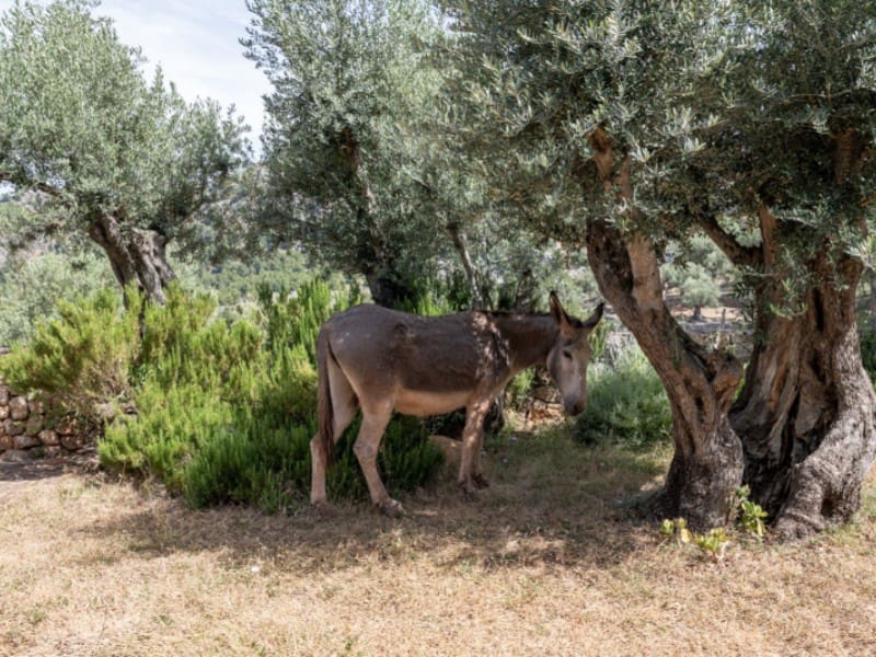 1 soveværelse Finca/Landehus til salg i Soller - € 870.000 (Ref: 9904298)