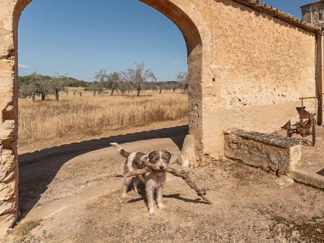 12 slaapkamer Finca/Landhuis te koop in Algaida - € 5.900.000 (Ref: 9910735)
