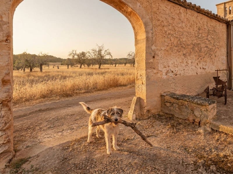 12 bedroom Finca/Country House for sale in Algaida - € 5,900,000 (Ref: 9910735)