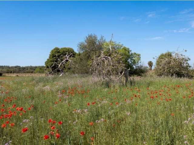 Area Edificabile in vendita in Felanitx - 320.000 € (Rif: 9939684)