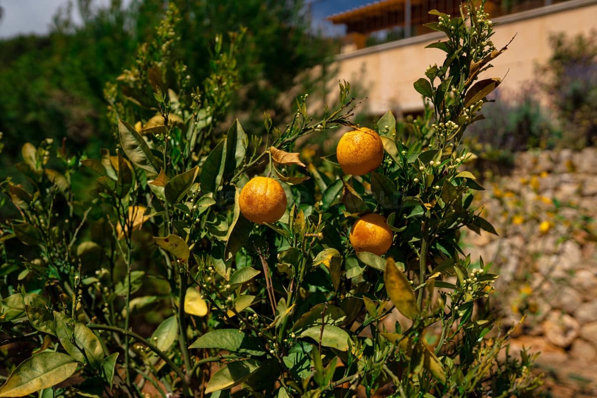 4 sypialnia Willa na sprzedaż w Andratx - 3 900 000 € (Ref: 9002545)