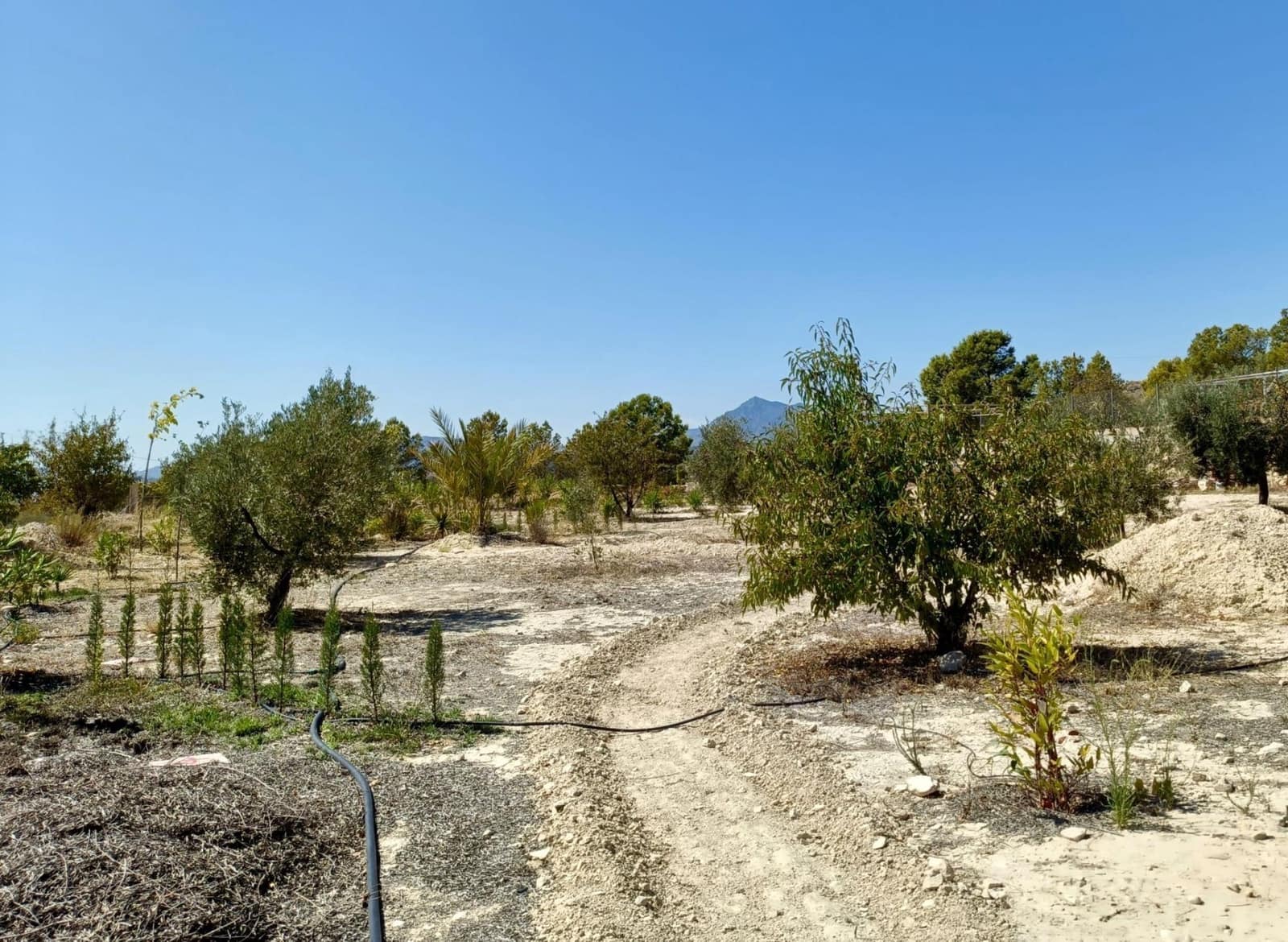 4 bedroom Finca/Country House for sale in Macisvenda - € 295,900 (Ref: 10044845)