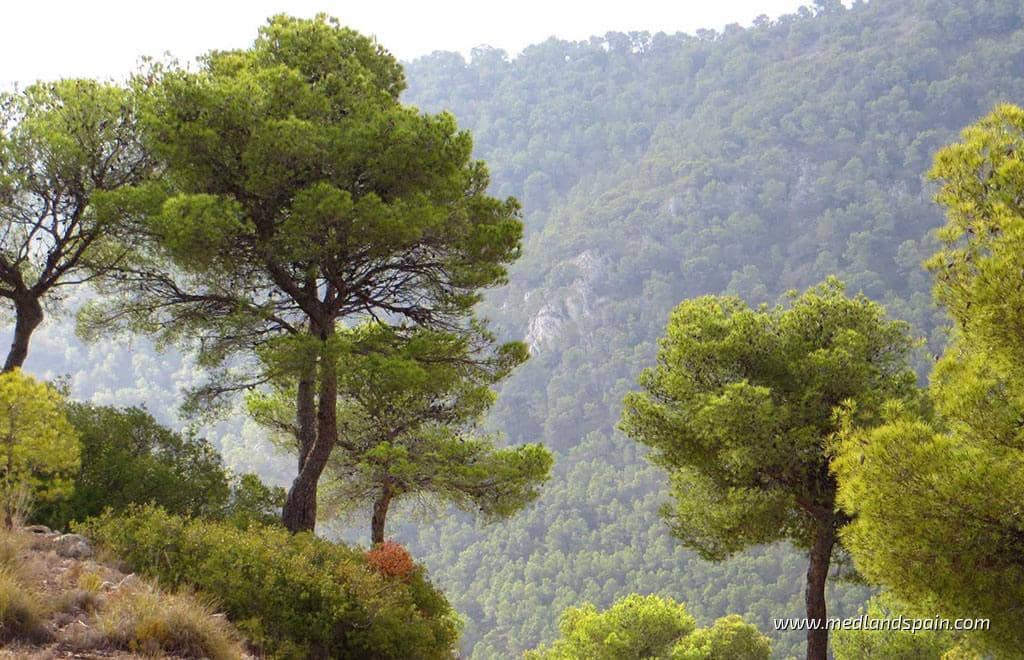 2 soverom Leilighet til salgs i Hondon de las Nieves med svømmebasseng garasje - € 240 000 (Ref: 8893318)