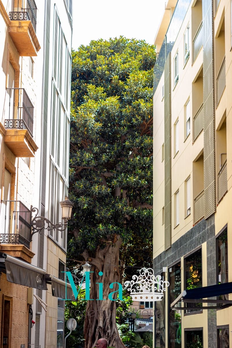 3 soveværelse Penthouse til leje i Alicante by - € 2.800 (Ref: 7993409)