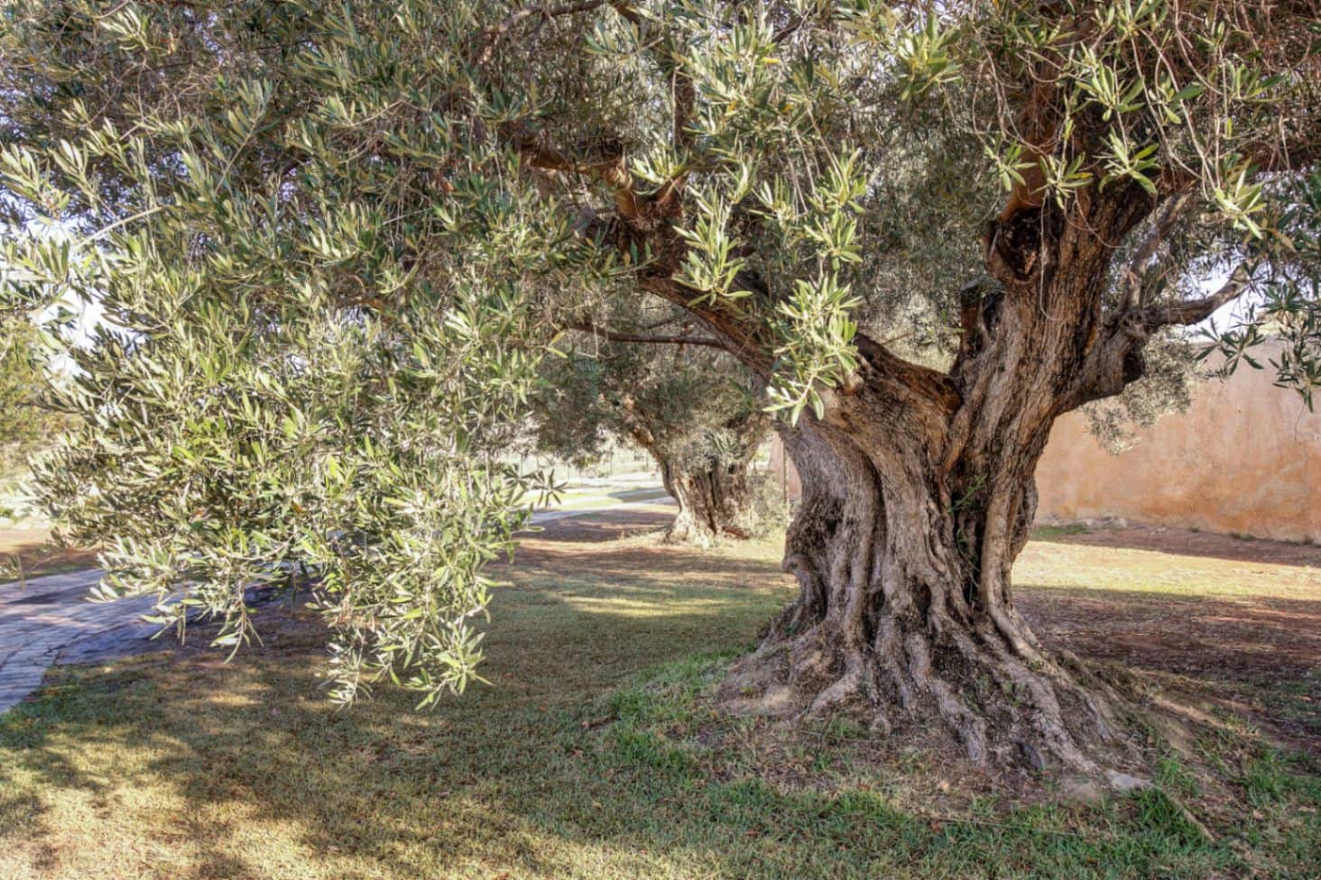 4 chambre Finca/Maison de Campagne à vendre à Moraira avec piscine garage - 4 200 000 € (Ref: 9345789)