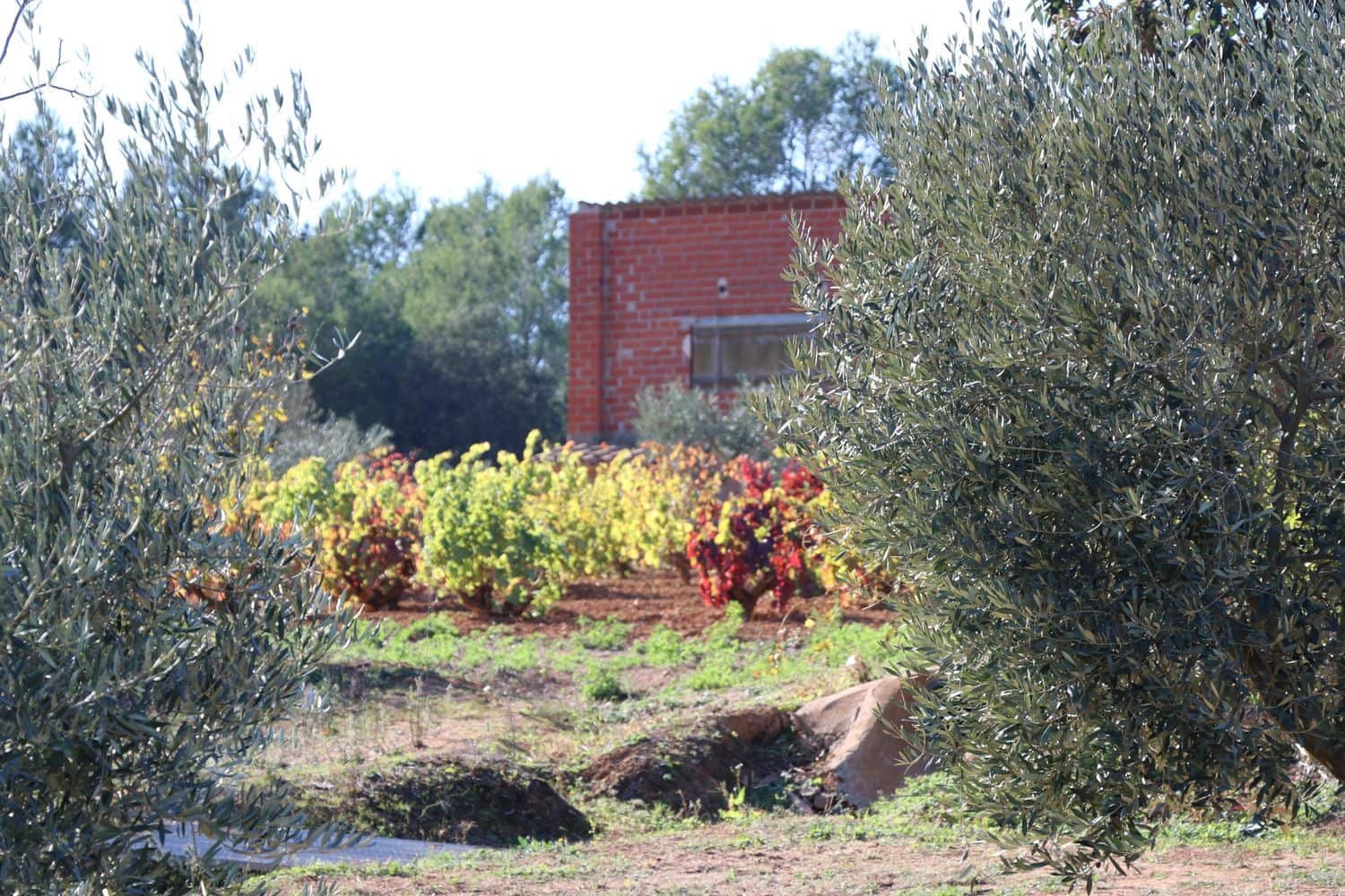 3 Zimmer Finca/Landgut zu verkaufen in Cistella mit Garage - 490.000 € (Ref: 9981297)