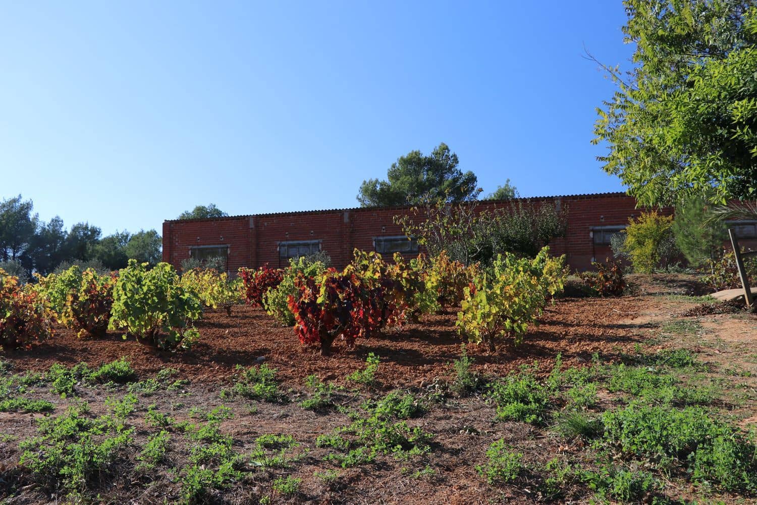 3 Zimmer Finca/Landgut zu verkaufen in Cistella mit Garage - 490.000 € (Ref: 9981297)