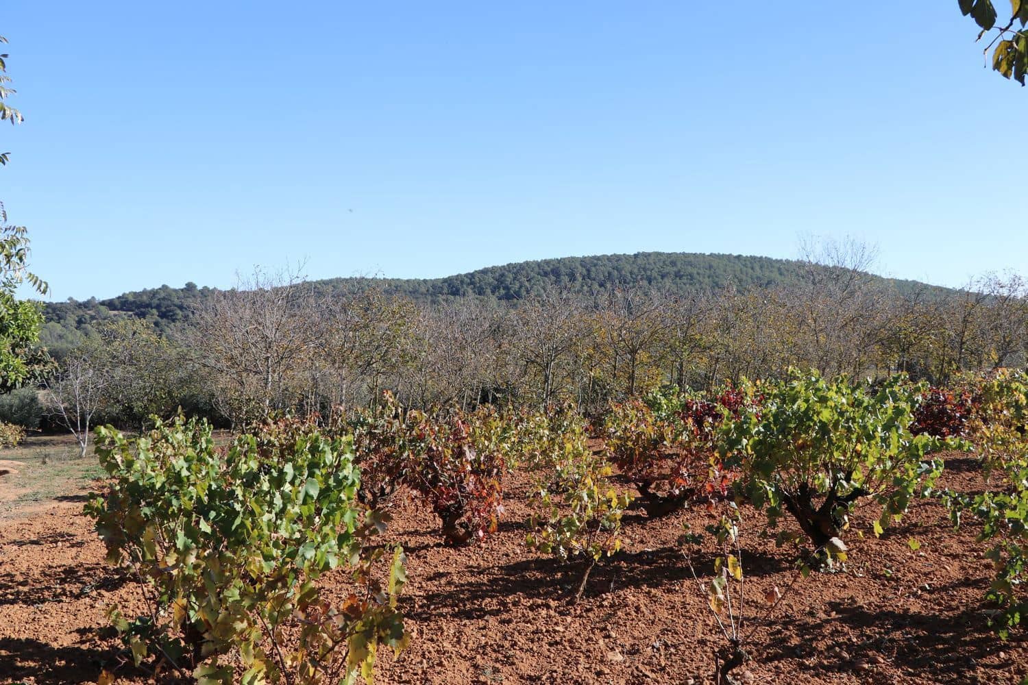 3 Zimmer Finca/Landgut zu verkaufen in Cistella mit Garage - 490.000 € (Ref: 9981297)