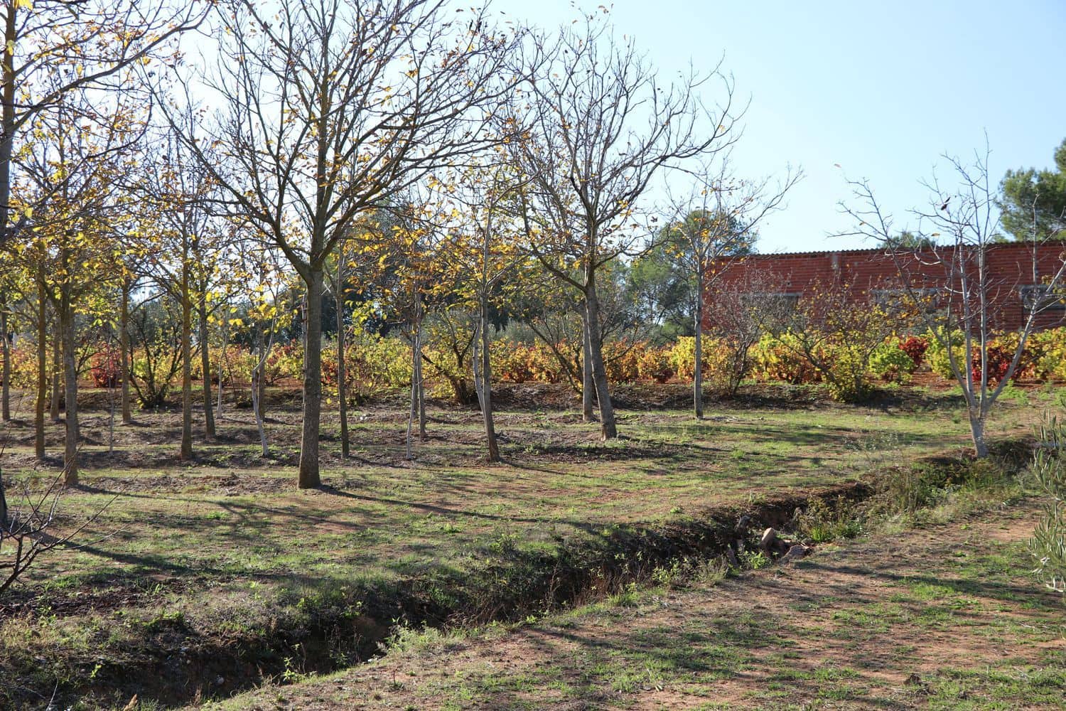 3 Zimmer Finca/Landgut zu verkaufen in Cistella mit Garage - 490.000 € (Ref: 9981297)
