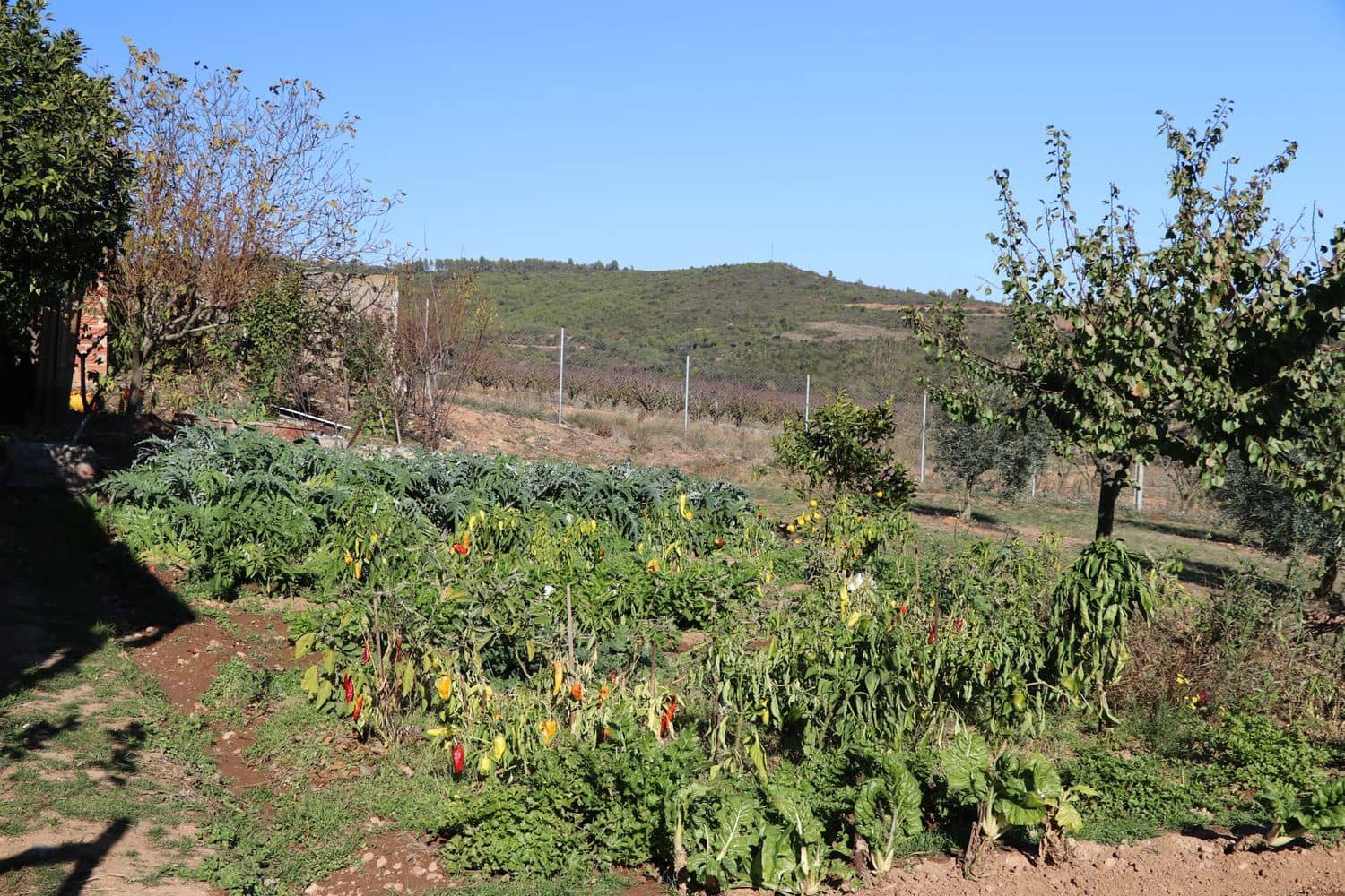 3 Zimmer Finca/Landgut zu verkaufen in Cistella mit Garage - 490.000 € (Ref: 9981297)