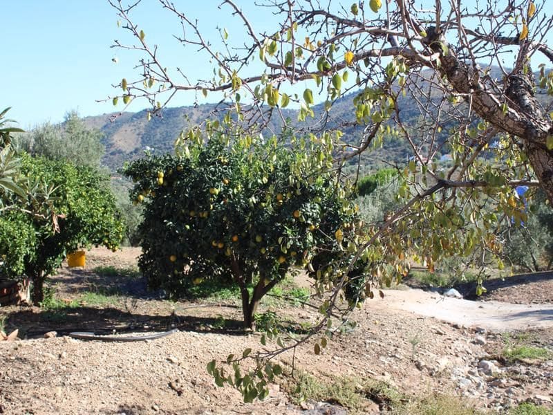 3 soveværelse Finca/Landehus til salg i Colmenar med swimmingpool garage - € 750.000 (Ref: 5824479)