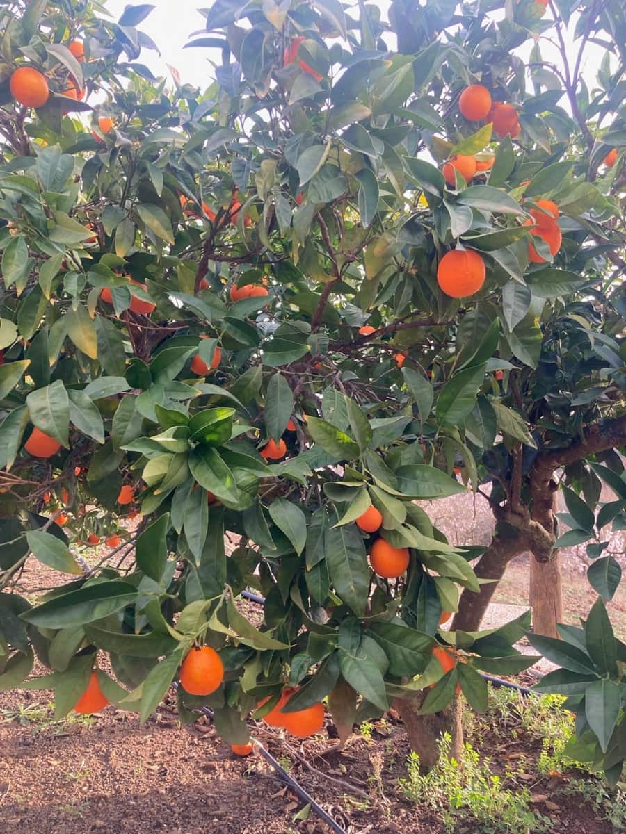 3 makuuhuone Maalaistalo vuokrattavana paikassa Casabermeja mukana uima-altaan 
autotalli - 1 390 € (Ref: 6796470)