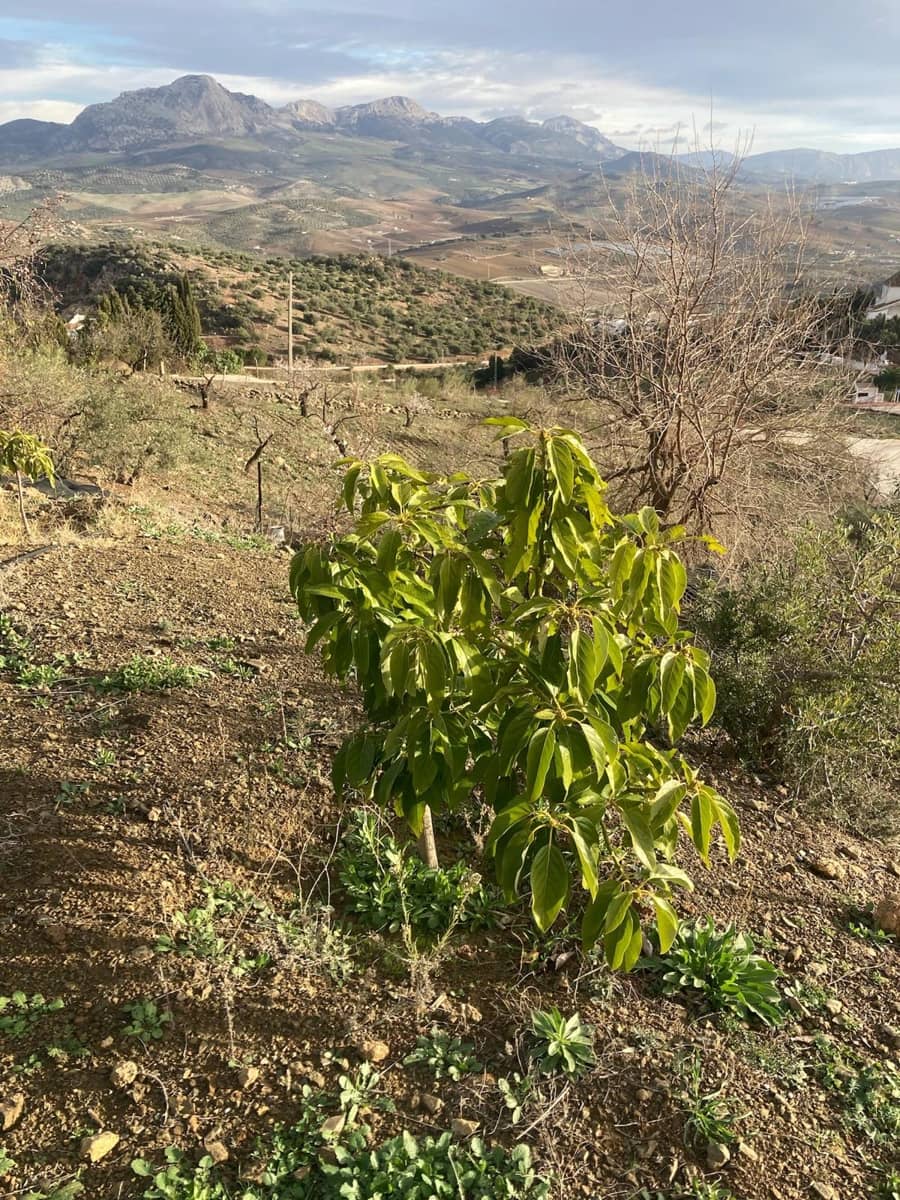 3 makuuhuone Maalaistalo vuokrattavana paikassa Casabermeja mukana uima-altaan 
autotalli - 1 390 € (Ref: 6796470)