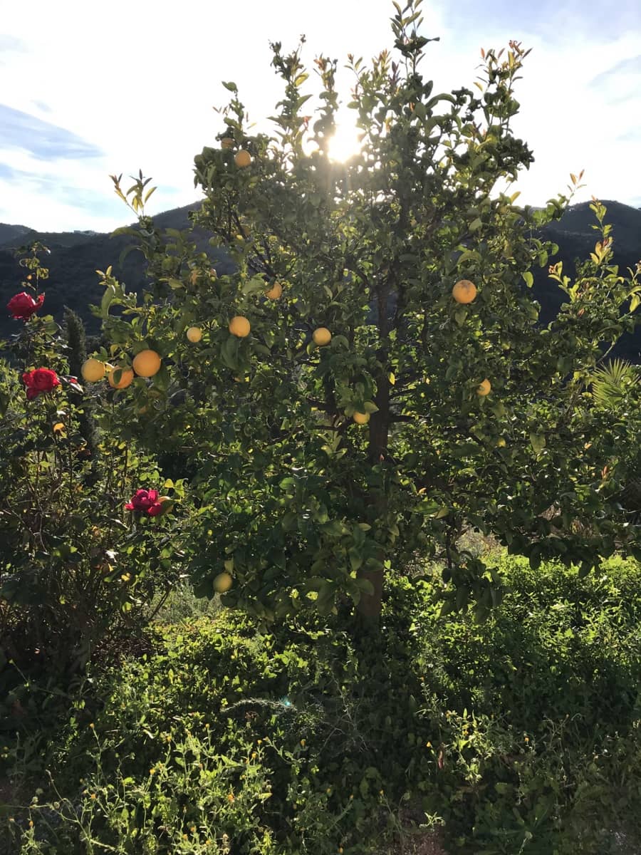 2 soverom Bungalow til salgs i Colmenar - € 170 000 (Ref: 9388418)