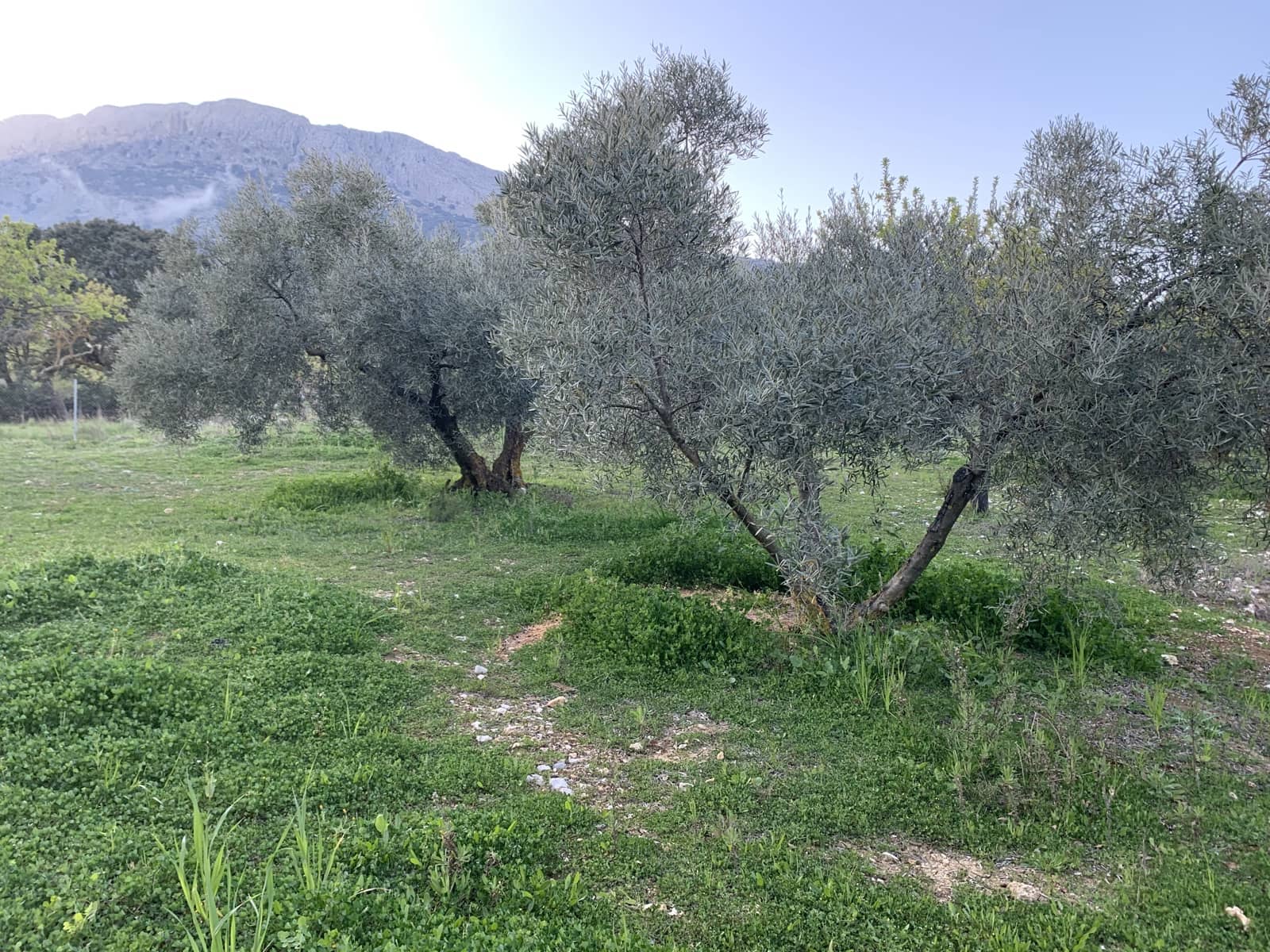 1 bedroom Finca/Country House for sale in Alfarnatejo with garage - € 92,900 (Ref: 9558838)