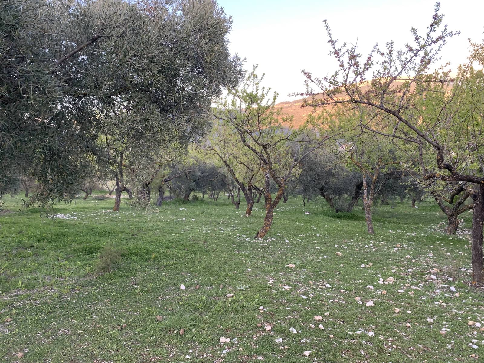 1 bedroom Finca/Country House for sale in Alfarnatejo with garage - € 92,900 (Ref: 9558838)