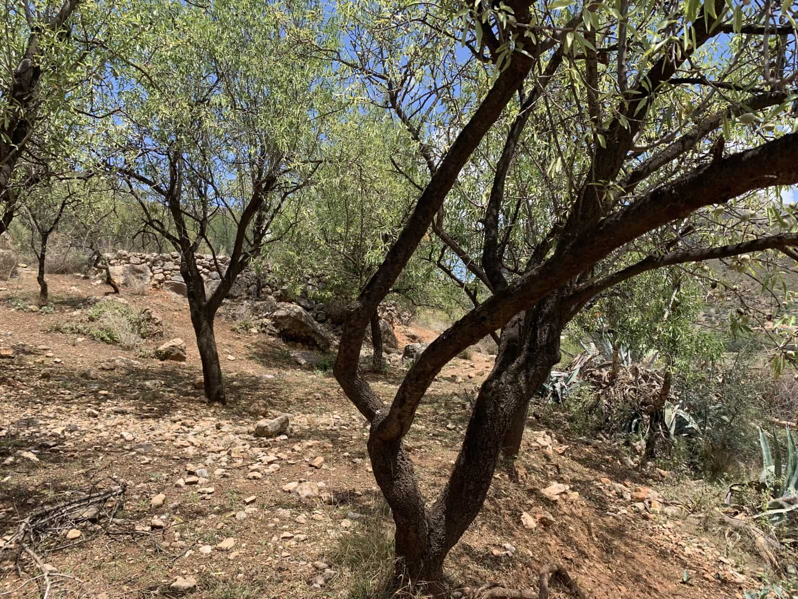 Ruína para venda em Alcaucin - 45 000 € (Ref: 9558858)