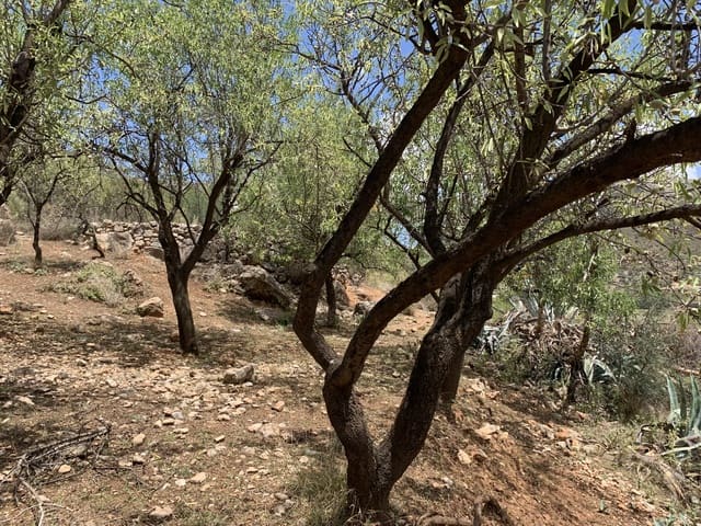 Ruína para venda em Alcaucín - 45 000 € (Ref: 9558858)