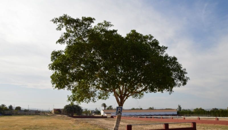 Finca/Landehus til salg i San Miguel de Salinas med garage - € 495.000 (Ref: 7886679)