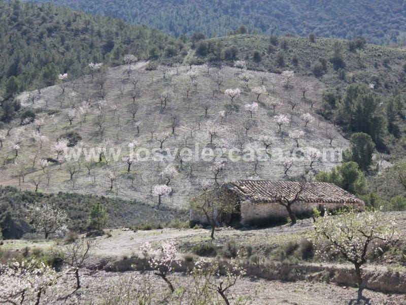 Maalaistalo myytävänä paikassa Lorca - 57 000 € (Ref: 3122470)